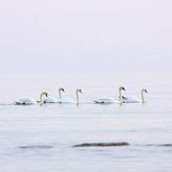 Mute Swans (Cygnus olor)