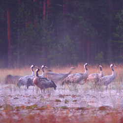 Common Cranes (Grus grus)