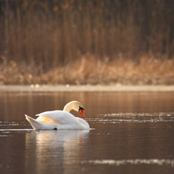 Łabędź niemy (Cygnus olor)