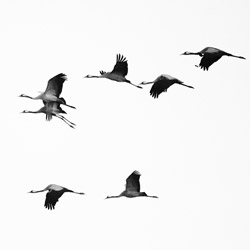 Common Cranes (Grus grus)