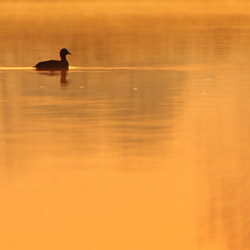 Łyska (Fulica atra)