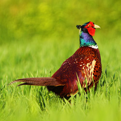 Common Pheasant (Phasianus colchicus)