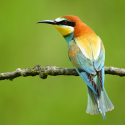 European Bee-eater (Merops apiaster)