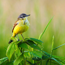 Pliszka żółta (Motacilla flava)