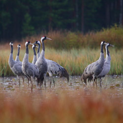 Common Cranes (Grus grus)