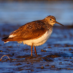 The green sandpiper (Tringa ochropus)