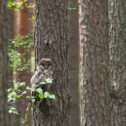 Puszczyk uralski (Strix uralensis)