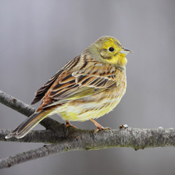 Trznadel (Emberiza citrinella)