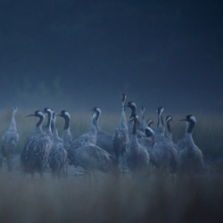 Common Cranes (Grus grus)