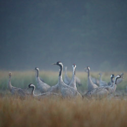 Common Cranes (Grus grus)