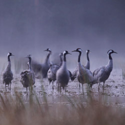 Common Cranes (Grus grus)