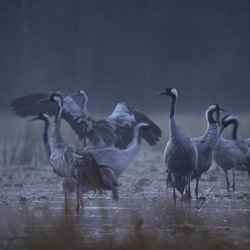 Common Cranes (Grus grus)