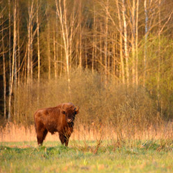 European Bison (Bos bonasus)