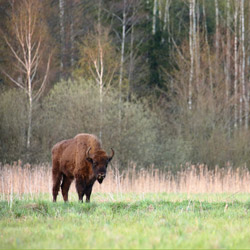 European Bison (Bos bonasus)