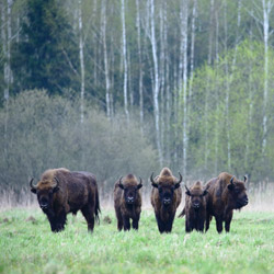 European Bison (Bos bonasus)