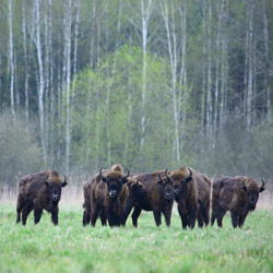 European Bison (Bos bonasus)