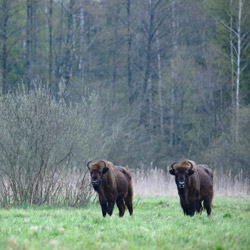 European Bison (Bos bonasus)