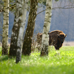 Żubr europejski (Bos bonasus)