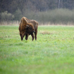 European Bison (Bos bonasus)