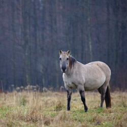 Bilgoraj,s horse