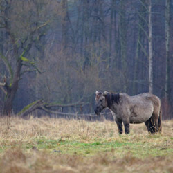 Konik biłgorajski