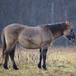 Bilgoraj,s horse