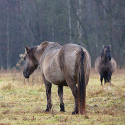 Bilgoraj,s horse