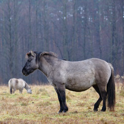 Konik biłgorajski