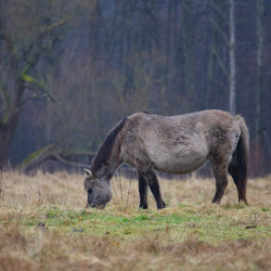 Bilgoraj,s horse