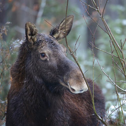 Elk (Alces alces)