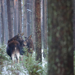 Łoś euroazjatycki (Alces alces)