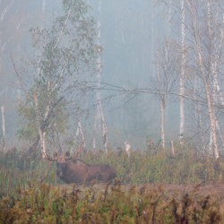 Eurasian elk (Alces alces)