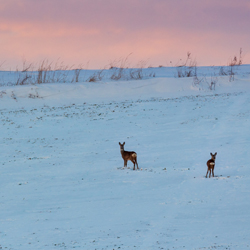 The European roe deer (Capreolus capreolus)