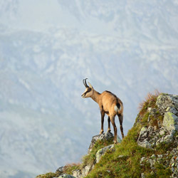 Tatra chamois (Rupicapra rupicapra tatrica)