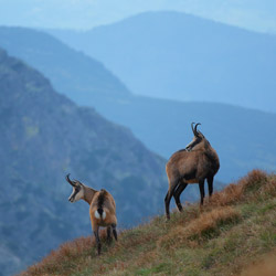 Tatra chamois (Rupicapra rupicapra tatrica)