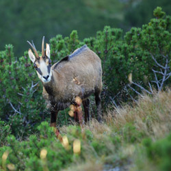 Tatra chamois (Rupicapra rupicapra tatrica)