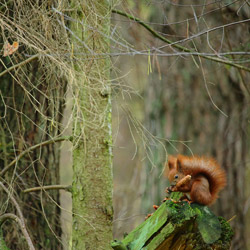 WiewiĂłrka pospolita (Sciurus vulgaris)