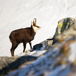 Tatra chamois (Rupicapra rupicapra tatrica)