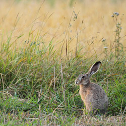 Zając szarak (Lepus europaeus)