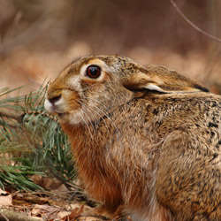 European hare (Lepus europaeus)