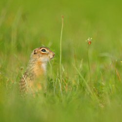 Speckled ground squirrel (Spermophilus suslicus)