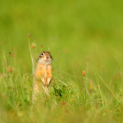 Speckled ground squirrel (Spermophilus suslicus)