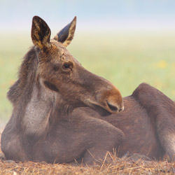 Łoś (Alces alces)