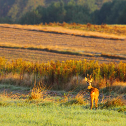 The European roe deer (Capreolus capreolus)