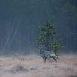 The European roe deer (Capreolus capreolus)