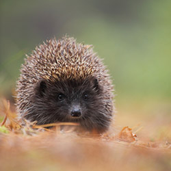 European hedgehog (Erinaceus europaeus)