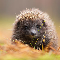 European hedgehog (Erinaceus europaeus)