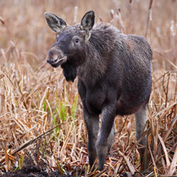 Eurasian elk (Alces alces)