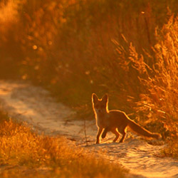 Lis rudy (Vulpes vulpes)