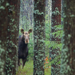 Eurasian elk (Alces alces)